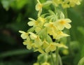 Cowslip Primula veris flower Royalty Free Stock Photo