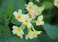 Cowslip Primula veris flower Royalty Free Stock Photo