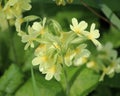 Cowslip Primula veris flower Royalty Free Stock Photo