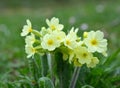 Cowslip (Primula veris) flowers Royalty Free Stock Photo