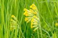 Cowslip (Primula veris) Royalty Free Stock Photo