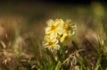 Cowslip (Primula veris) Royalty Free Stock Photo