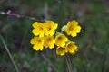 Cowslip - Primula veris Royalty Free Stock Photo