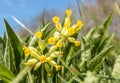 Cowslip Primula veris Royalty Free Stock Photo