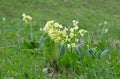 Cowslip (Primula veris) Royalty Free Stock Photo