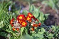 Cowslip (Primula veris Sunset Shades)