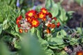 Cowslip (Primula veris Sunset Shades)