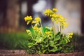 Cowslip Primula veris Yellow spring flower Royalty Free Stock Photo