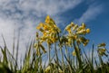 Cowslip flowers