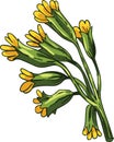 Cowslip vector illustration. Primula veris, common primrose Primula officinalis Hill, herbaceous perennial flowering plant in