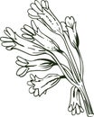 Cowslip vector illustration. Primula veris, common primrose Primula officinalis Hill, herbaceous perennial flowering plant in