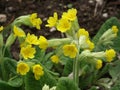 Cowslip