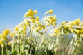 Cowslips Royalty Free Stock Photo