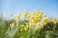 Cowslips Royalty Free Stock Photo