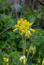 Cowslips primula veris Royalty Free Stock Photo