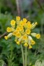 Cowslips primula veris Royalty Free Stock Photo