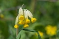 Cowslips primula veris Royalty Free Stock Photo