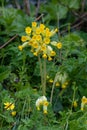Cowslips primula veris Royalty Free Stock Photo