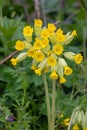 Cowslips primula veris Royalty Free Stock Photo