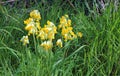 Cowslips (Primula veris) flowering in grass naturally.