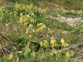 Cowslips Primula Veris plants growing on grassland meadow close up in Landscape format