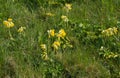 Cowslips in Spring