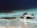 A Cowtail Stingray Pastinachus sephen in the Red Sea Royalty Free Stock Photo