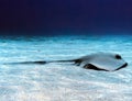 A Cowtail Stingray Pastinachus sephen in the Red Sea Royalty Free Stock Photo