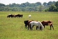 Cowtown rodeo horses out grazing the field. Royalty Free Stock Photo