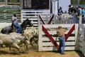 Cowtown Rodeo Wrangling the Bulls into Fence - 2018 Royalty Free Stock Photo