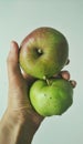 Cox apples harvest season Royalty Free Stock Photo