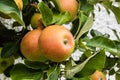 .Cox Orange Pippin apples growing on a tree in a German garden Royalty Free Stock Photo