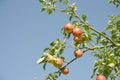 Cox`s Pippin apples. Royalty Free Stock Photo