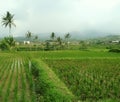 Rice field Royalty Free Stock Photo