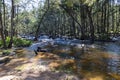 The Coxs River flowing through a forest in regional Australia