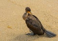 Coy Cormorant on the Beach