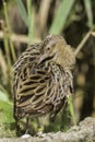 Coy Corncrake Royalty Free Stock Photo