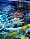 Coy Fish at Austin Aquarium Royalty Free Stock Photo