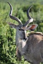 Coy Kudu