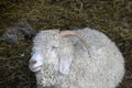 Coy looking Angora sheep