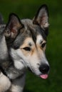 Coydog Husky and coyote hybrid standing with its tongue sticking out