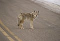 Coyote Royalty Free Stock Photo