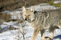 Coyote. Royalty Free Stock Photo