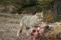 Coyote. Royalty Free Stock Photo