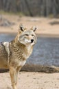 Coyote Royalty Free Stock Photo