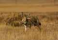 Coyote on alert Royalty Free Stock Photo
