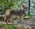 The coyote, also known as the American jackal, brush wolf, Royalty Free Stock Photo