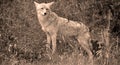 The coyote, also known as the American jackal Royalty Free Stock Photo