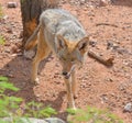 The coyote, also known as the American jackal, brush wolf Royalty Free Stock Photo