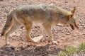 The coyote, also known as the American jackal Royalty Free Stock Photo